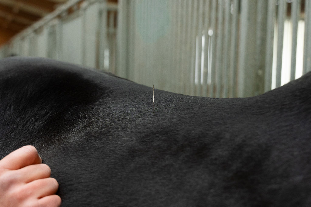 Nahaufnahme einer Dry-Needling-Nadel auf dem Rücken eines Pferdes, zur Behandlung von Triggerpunkten