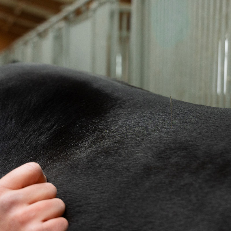 Nahaufnahme einer Dry-Needling-Nadel auf dem Rücken eines Pferdes, zur Behandlung von Triggerpunkten