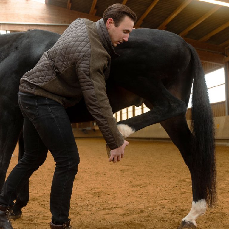 Pferdeosteopath hält das Hinterbein eines Pferdes und beugt es, um die Beweglichkeit zu überprüfen