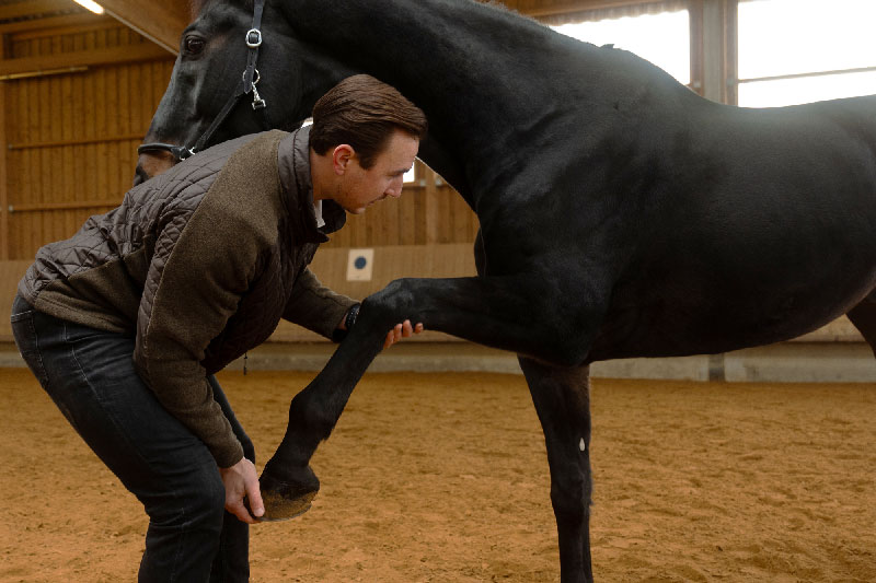 Pferdeosteopath Philipp Dambacher untersucht das vordere Bein eines Pferdes, während das Knie des Pferdes sanft gebeugt wird