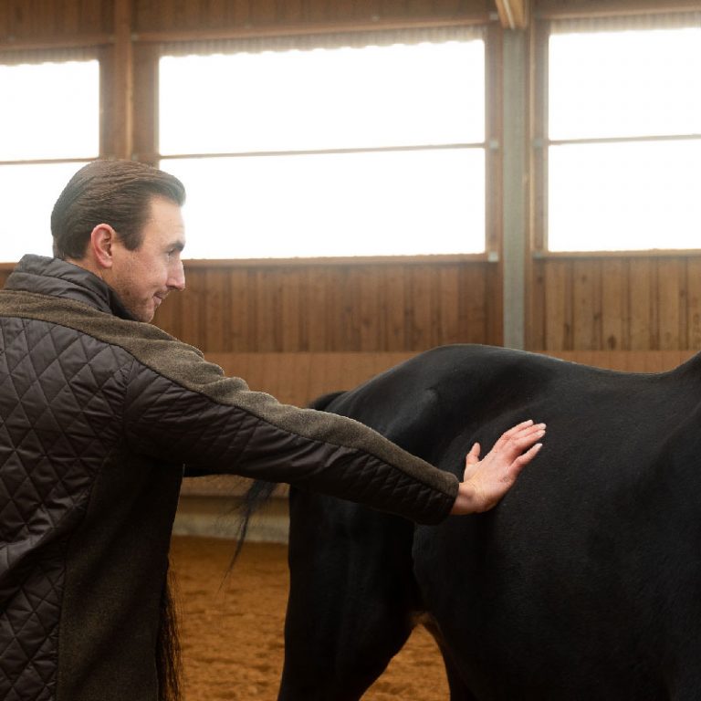 Pferdeosteopath steht neben dem Pferd und drückt in den Rücken und die Flanke, um Verspannungen zu erkennen