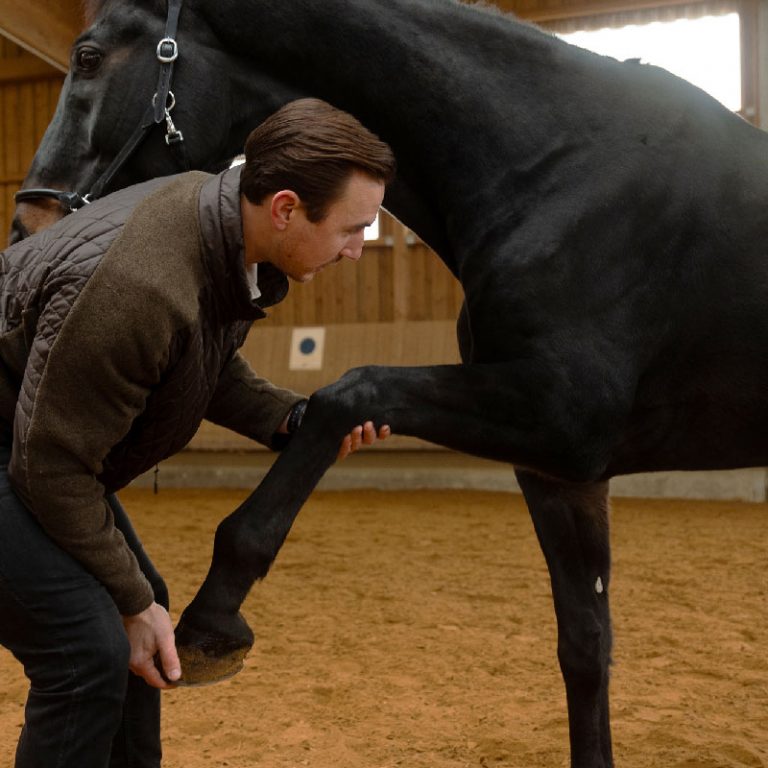 Pferdeosteopath Philipp Dambacher untersucht das vordere Bein eines Pferdes, während das Knie des Pferdes sanft gebeugt wird